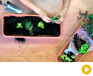 ¿Cómo organizar una huerta en casa?