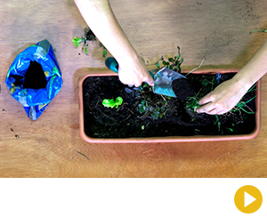 ¿Cómo hacerle mantenimiento a una huerta en casa?