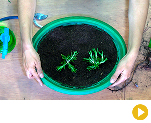 Primer paso para crear una huerta urbana